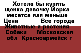 Хотела бы купить щенка девочку Йорка 2 месетса или меньше › Цена ­ 5 000 - Все города Животные и растения » Собаки   . Московская обл.,Красноармейск г.